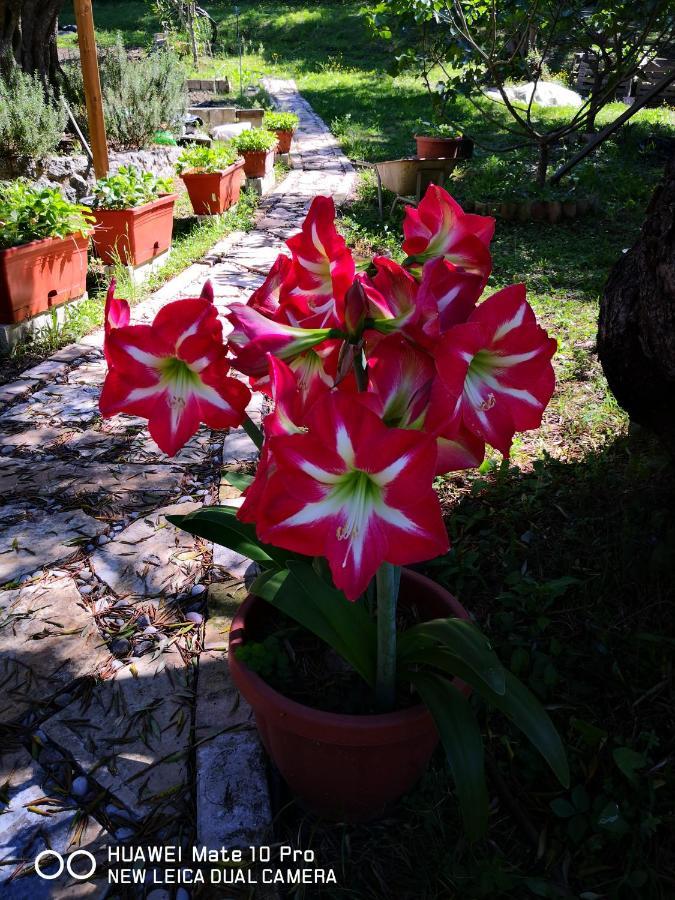 Villa Magia Ipsos Bagian luar foto